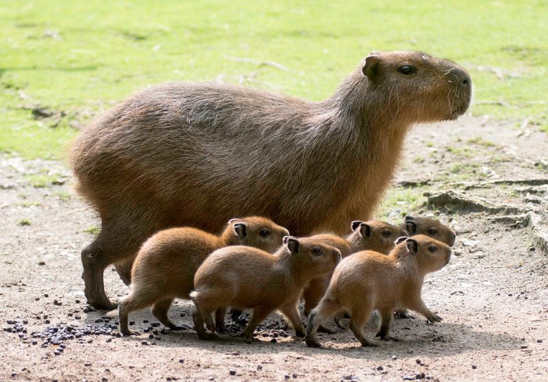 Capybaras being cool
